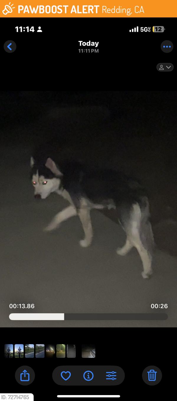 Found/Stray Unknown Dog last seen springer drive, Redding, CA 96003