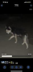 Found/Stray Unknown Dog last seen springer drive, Redding, CA 96003