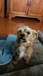 Lost Male Dog last seen Near s glenn alan ave west covina ca 91791, West Covina, CA 91791
