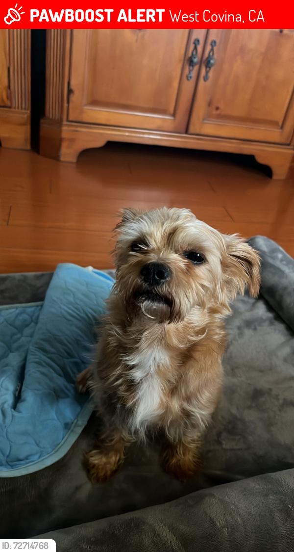 Lost Male Dog last seen Near s glenn alan ave west covina ca 91791, West Covina, CA 91791