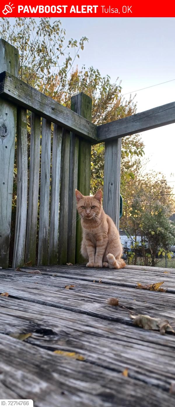 Lost Female Cat last seen Archer/ Independence, Tulsa, OK 74110