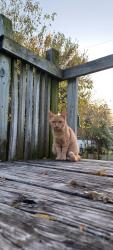 Lost Female Cat last seen Archer/ Independence, Tulsa, OK 74110