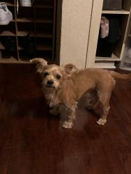 Lost Male Dog last seen Near s glenn alan ave west covina ca 91791, West Covina, CA 91791