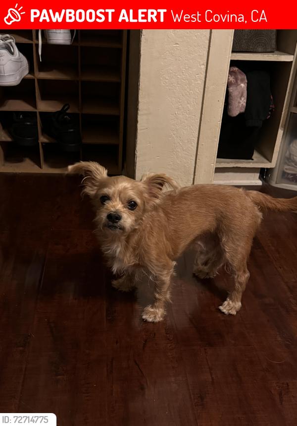 Lost Male Dog last seen Near s glenn alan ave west covina ca 91791, West Covina, CA 91791