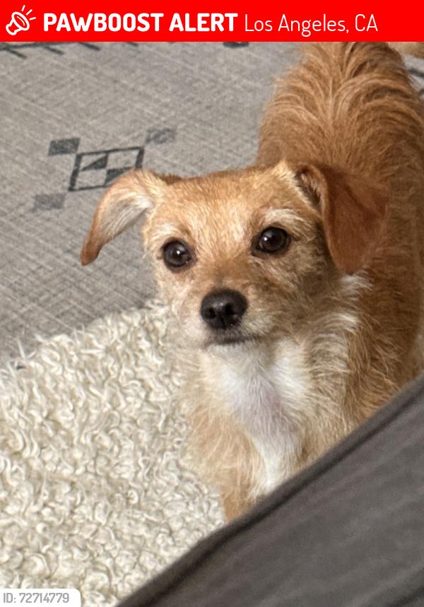 Lost Female Dog last seen Cold water and Woodman , Los Angeles, CA 91605