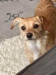 Lost Female Dog last seen Cold water and Woodman , Los Angeles, CA 91605