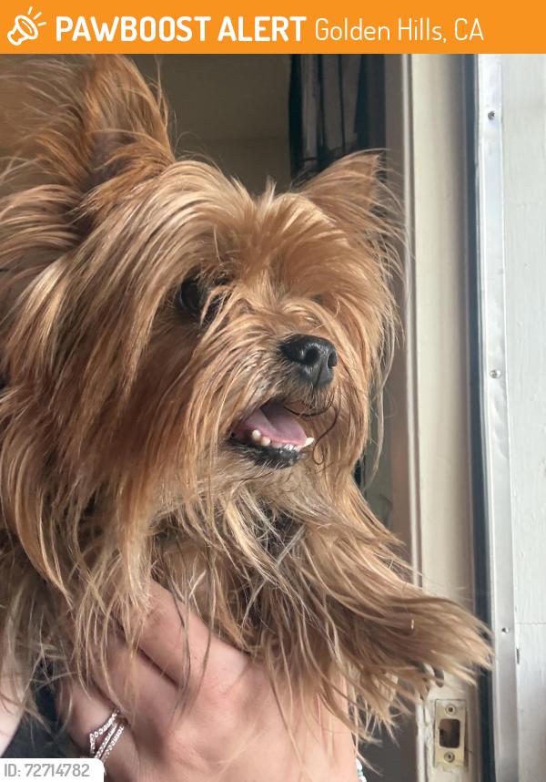Found/Stray Female Dog last seen On road, Golden Hills, CA 93561