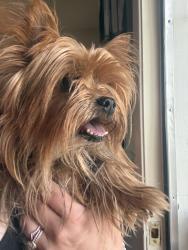 Found/Stray Female Dog last seen On road, Golden Hills, CA 93561