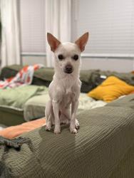 Lost Female Dog last seen Manitoba btwn Archibald & Turner ONTARIO CA , Ontario, CA 91761