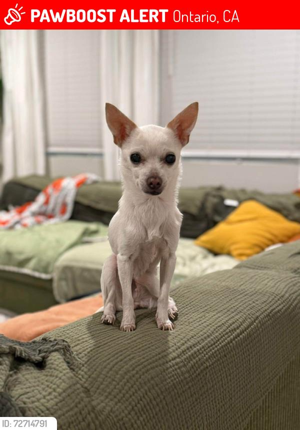 Lost Female Dog last seen Manitoba btwn Archibald & Turner ONTARIO CA , Ontario, CA 91761