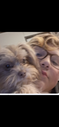 Lost Female Dog last seen Tara Plantation, Crabb River Rd, Greatwood, Richmond, TX 77469