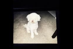 Lost Female Dog last seen Near st Long Beach California, Long Beach, CA 90804