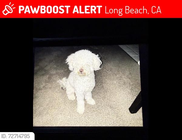 Lost Female Dog last seen Near st Long Beach California, Long Beach, CA 90804