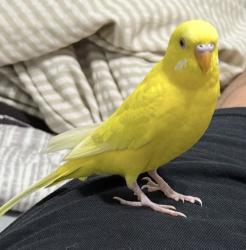 Lost Male Bird last seen Carroll, Perris, CA 92572