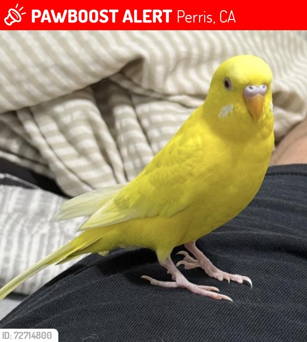 Lost Male Bird last seen Carroll, Perris, CA 92572