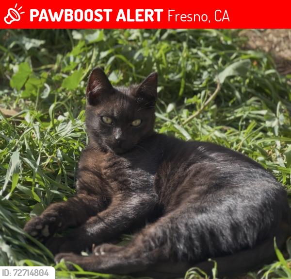 Lost Male Cat last seen Ashlan/Blythe, Fresno, CA 93722