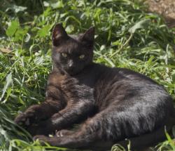 Lost Male Cat last seen Ashlan/Blythe, Fresno, CA 93722