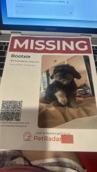 Lost Female Dog last seen 17th st and 1810 N Broadway st , Santa Ana , Santa Ana, CA 92706