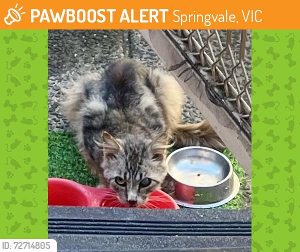 Found/Stray Unknown Cat last seen Russell st, Springvale, VIC 3171