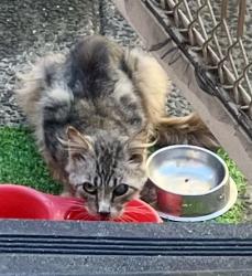 Found/Stray Unknown Cat last seen Russell st, Springvale, VIC 3171