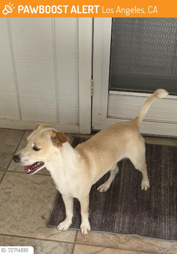 Found/Stray Male Dog last seen Vose St., Los Angeles, CA 91605