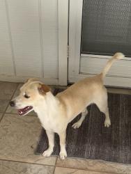 Found/Stray Male Dog last seen Vose St., Los Angeles, CA 91605