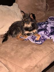Found/Stray Male Dog last seen Near E17TH avenue aurora co 80010, Aurora, CO 80010