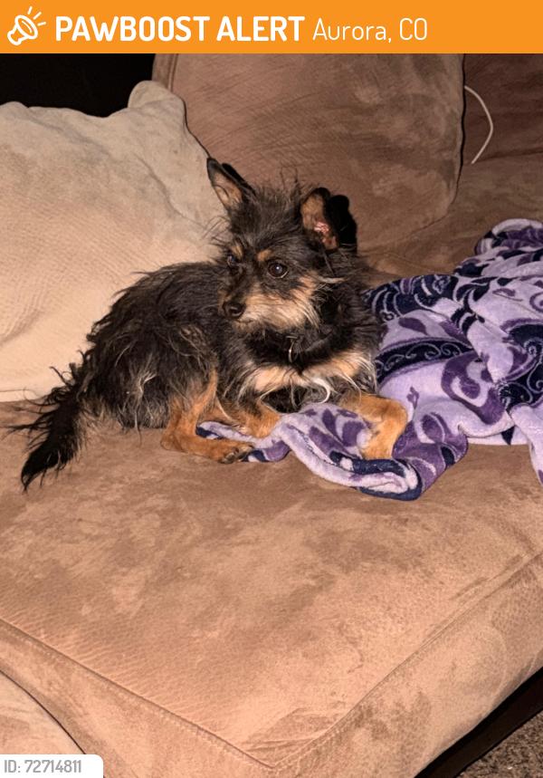 Found/Stray Male Dog last seen Near E17TH avenue aurora co 80010, Aurora, CO 80010
