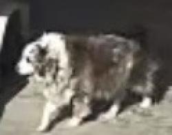 Lost Male Dog last seen Chirping Sparrow Rd. , Diamond Bar, CA 91765