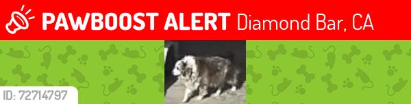 Lost Male Dog last seen Chirping Sparrow Rd. , Diamond Bar, CA 91765