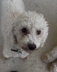 Lost Female Dog last seen Windy hill and fm2001, Hays County, TX 78610