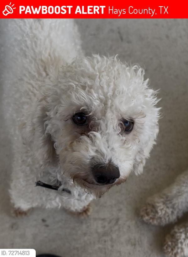 Lost Female Dog last seen Windy hill and fm2001, Hays County, TX 78610