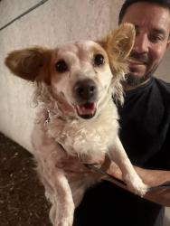 Found/Stray Female Dog last seen Sun valley , Los Angeles, CA 91605