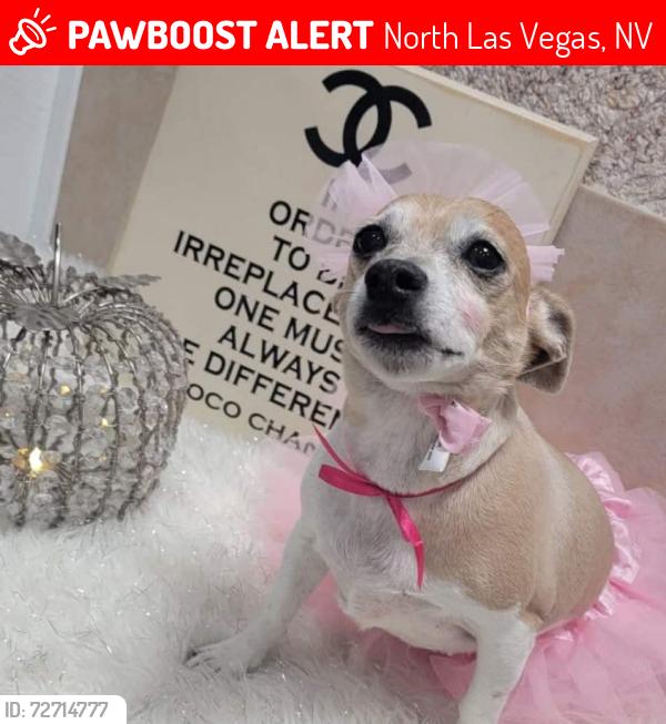 Lost Female Dog last seen Commerce and Washburn, North Las Vegas, NV 89031
