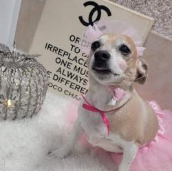 Lost Female Dog last seen Commerce and Washburn, North Las Vegas, NV 89031