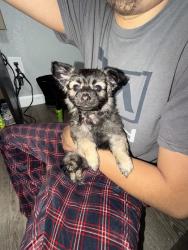 Lost Female Dog last seen Cesar Chavez, Fresno, CA 93706