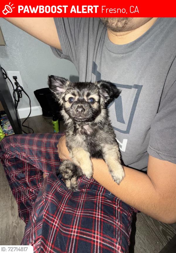 Lost Female Dog last seen Cesar Chavez, Fresno, CA 93706