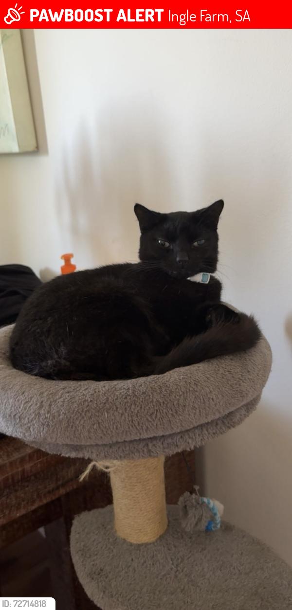 Lost Male Cat last seen ingle farm indora/jakara, Ingle Farm, SA 5098