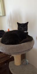 Lost Male Cat last seen ingle farm indora/jakara, Ingle Farm, SA 5098