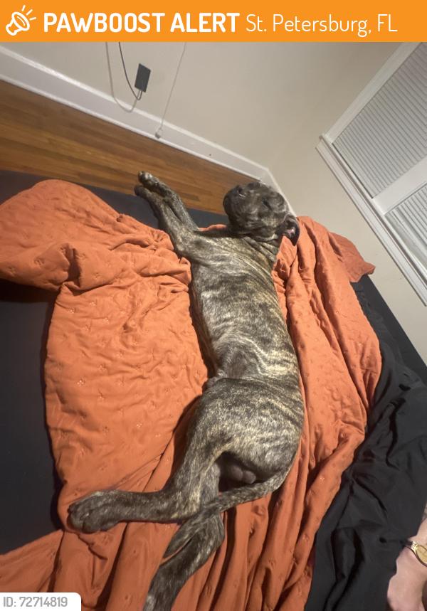 Found/Stray Male Dog last seen Taco Bell, St. Petersburg, FL 33712