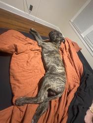 Found/Stray Male Dog last seen Taco Bell, St. Petersburg, FL 33712