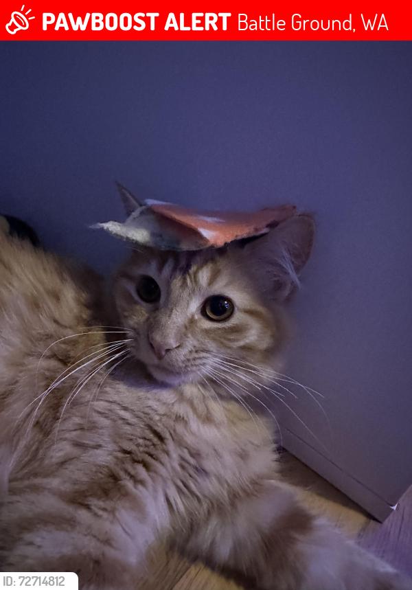 Lost Male Cat last seen Battleground Walmart , Battle Ground, WA 98604