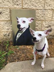 Lost Male Dog last seen Near castleberry high school , River Oaks, TX 76114