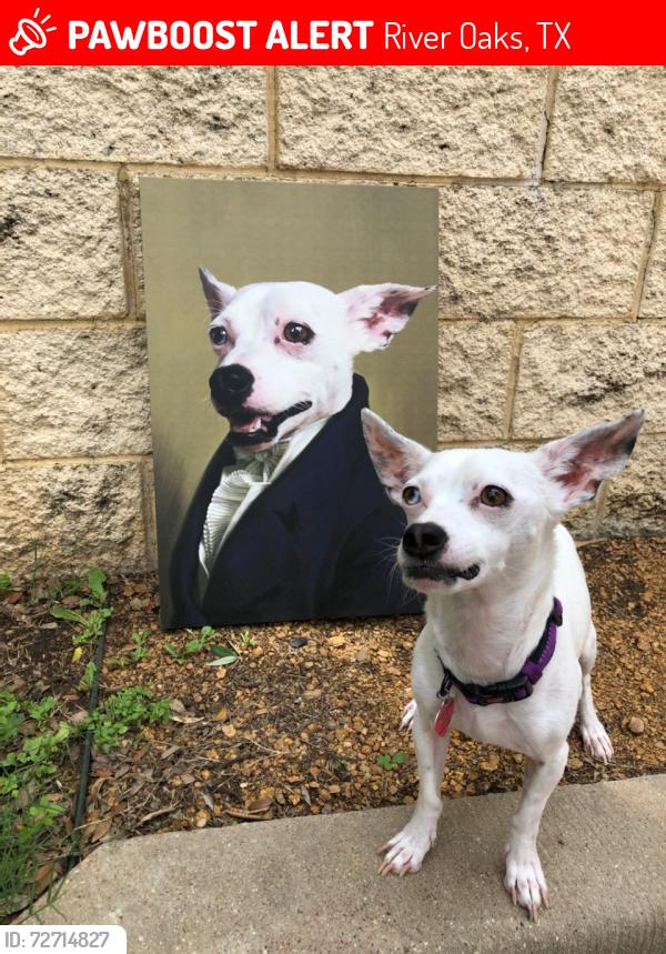 Lost Male Dog last seen Near castleberry high school , River Oaks, TX 76114