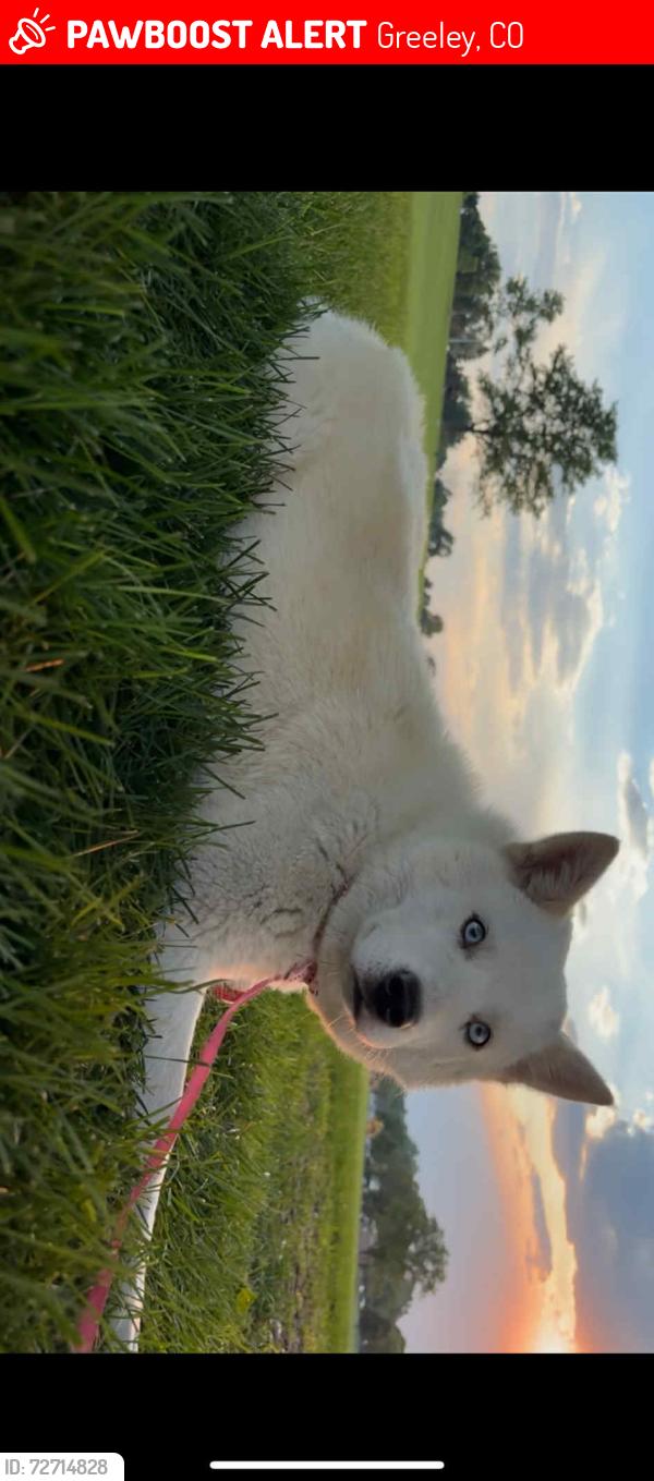 Lost Female Dog last seen 25th Ave, Greeley, CO 80631