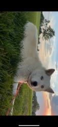 Lost Female Dog last seen 25th Ave, Greeley, CO 80631