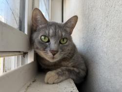 Lost Female Cat last seen Green circle drive Gastonia nc, Gastonia, NC 28054
