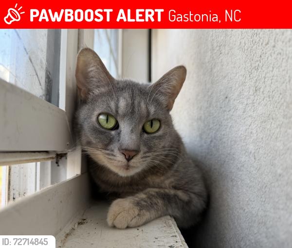 Lost Female Cat last seen Green circle drive Gastonia nc, Gastonia, NC 28054