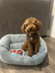 Lost Male Dog last seen Landover hills , Prince George's County, MD 20784