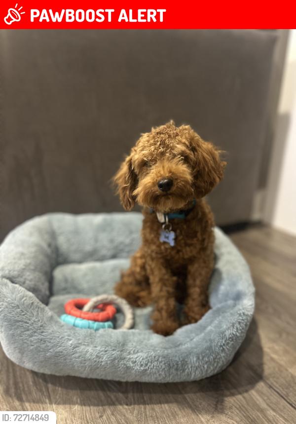 Lost Male Dog last seen Landover hills , Prince George's County, MD 20784